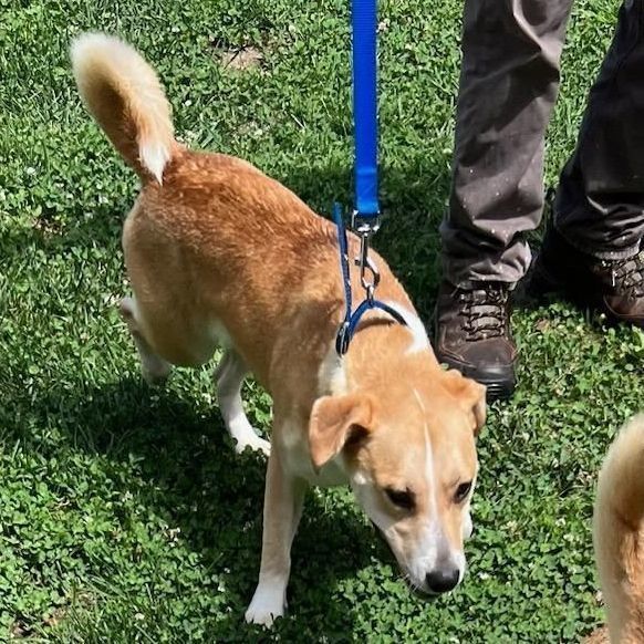 Lucy and/or Vida (urgent need out of boarding!) 6
