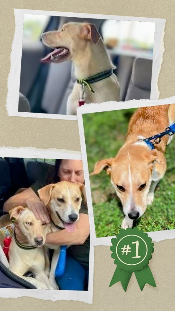 Lucy and/or Vida (urgent need out of boarding!)