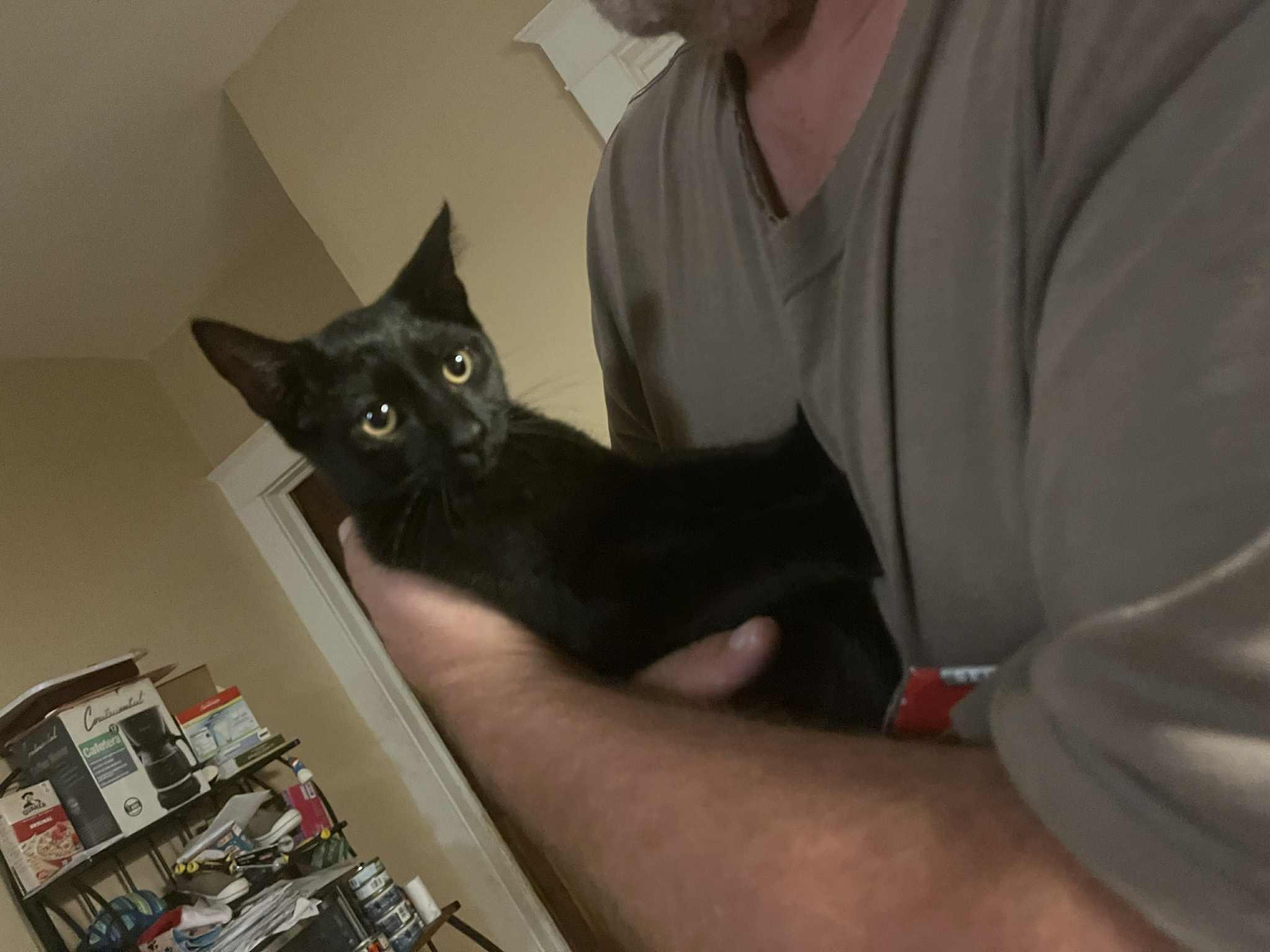 Henry, adopted, Kitten Male Domestic Short Hair.