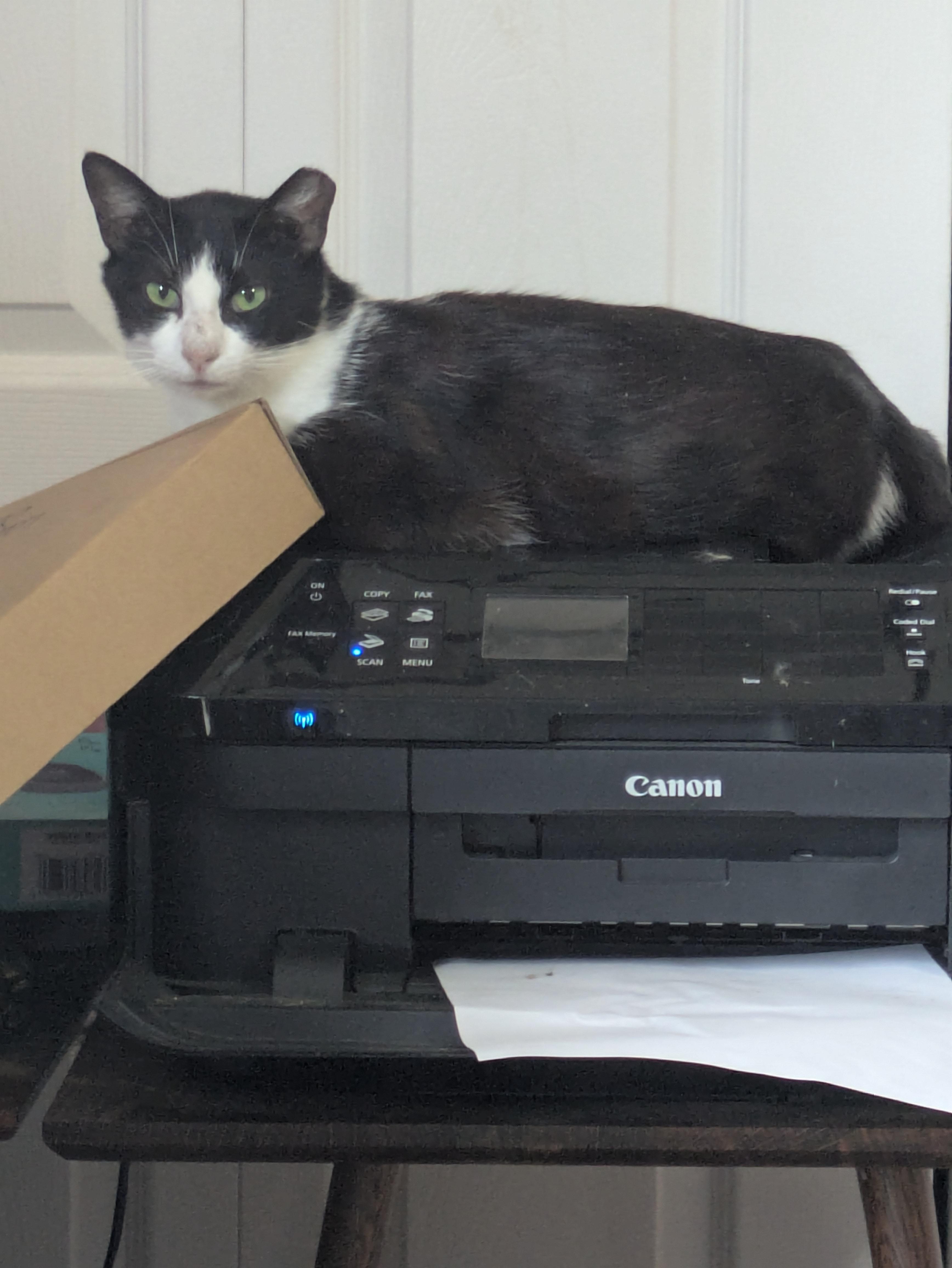 Enola, Adoptable, Adult Female Domestic Short Hair.