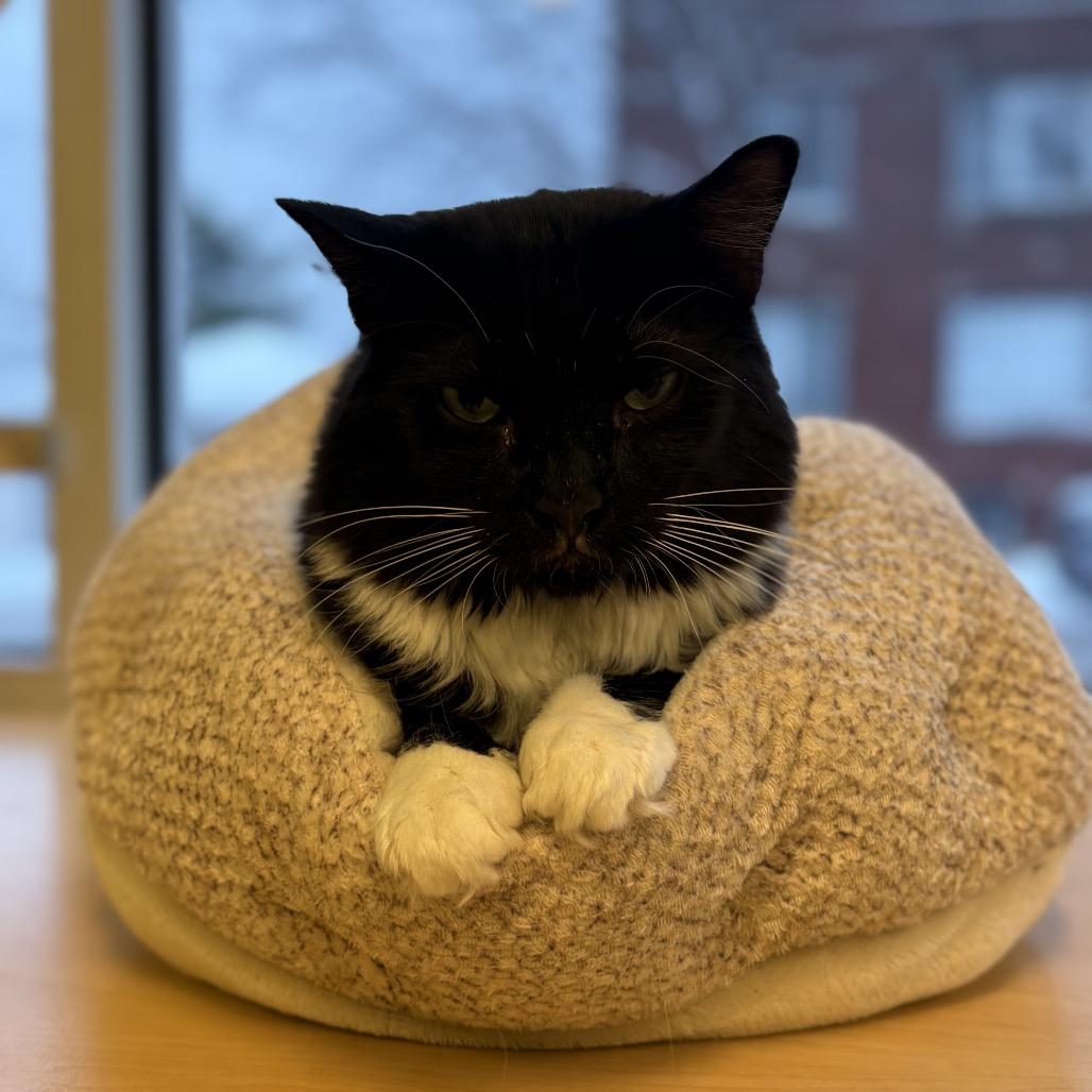 Phat Phat, Adoptable, Senior Female Domestic Medium Hair.