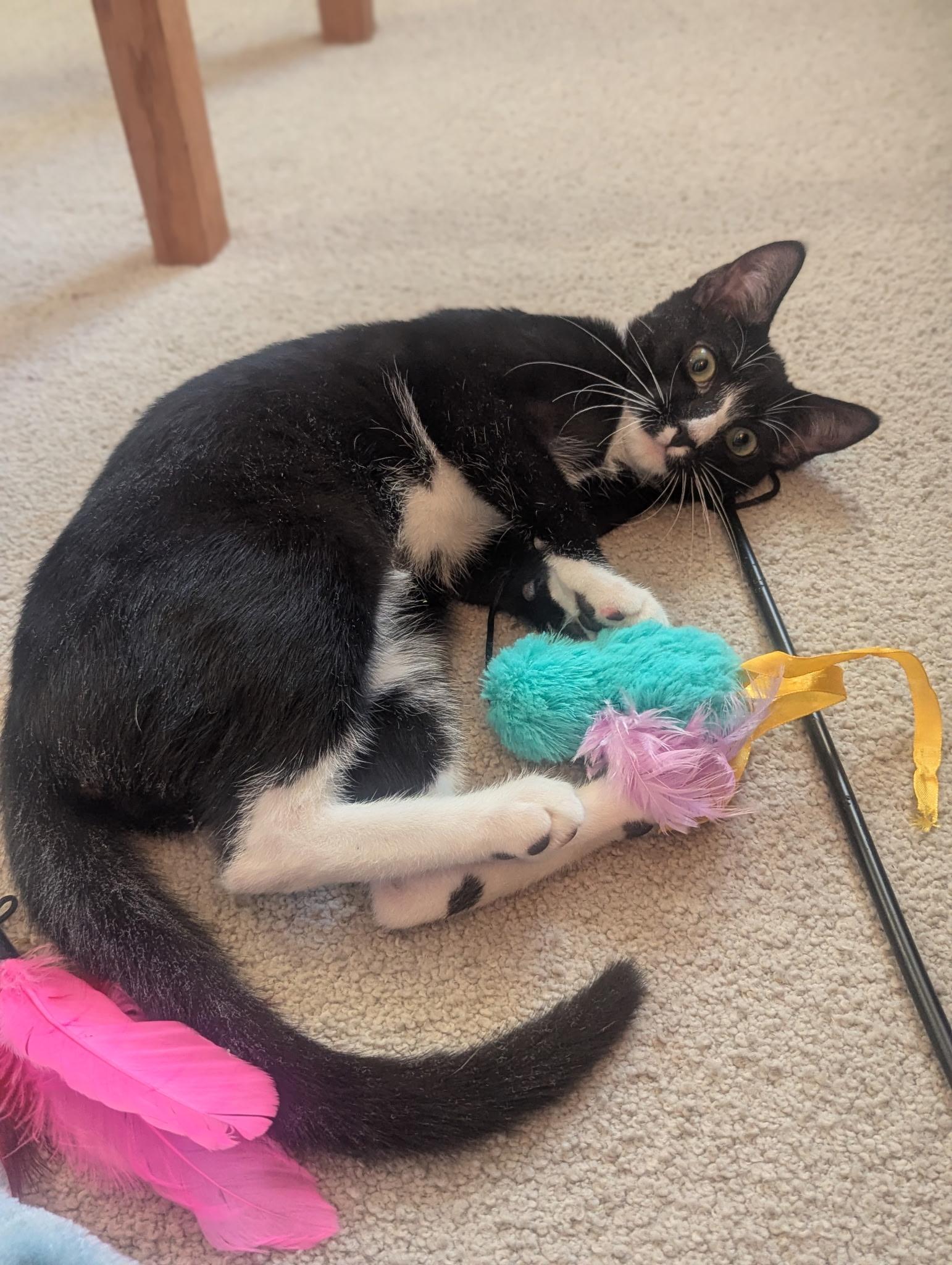 Enlarge Miranda & Micah, a ADOPTABLE mixed breed in Hopkinton, MA image 3/4