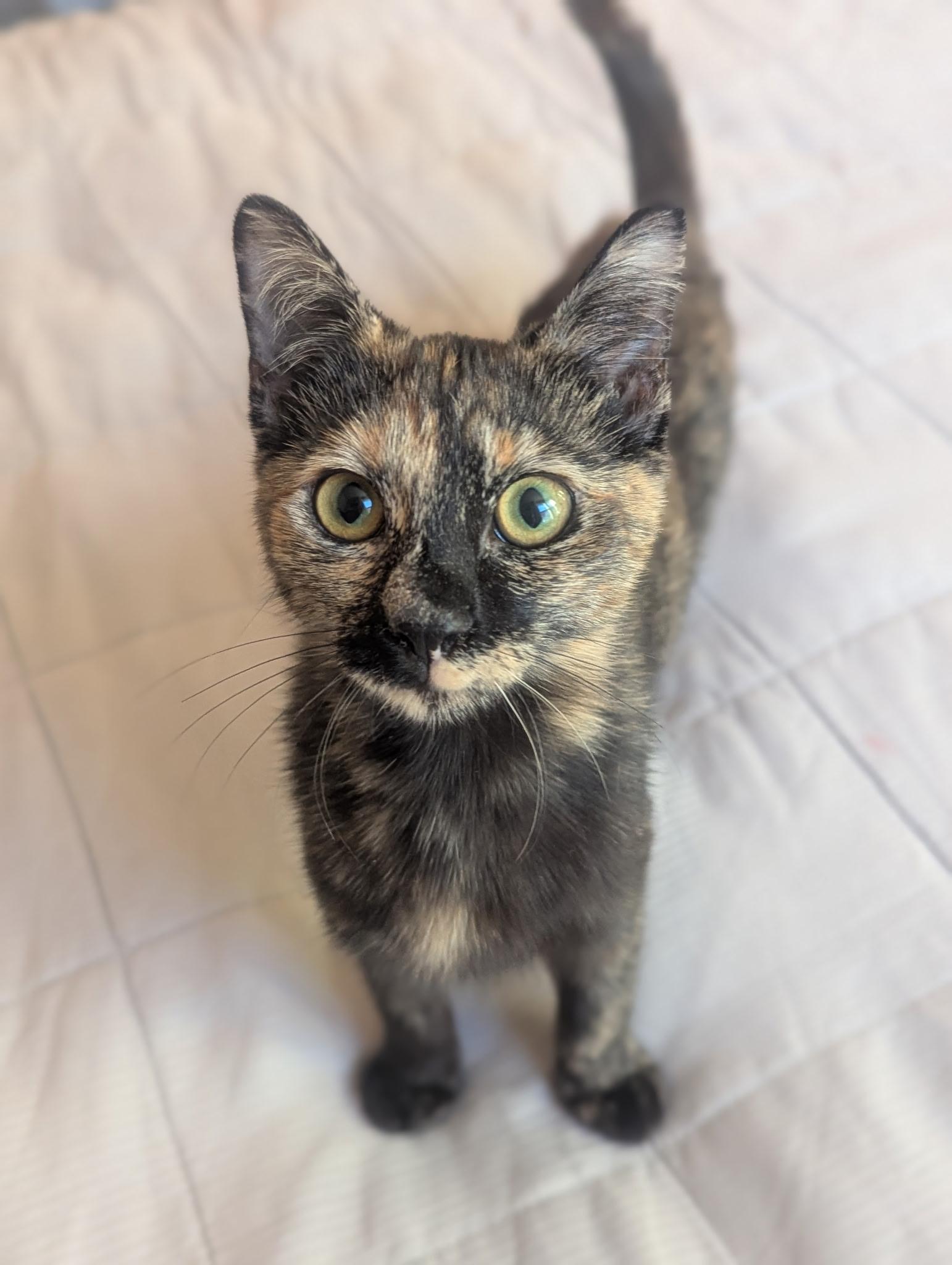 Miranda & Micah, ADOPTABLE, Kitten Female Domestic Short Hair.