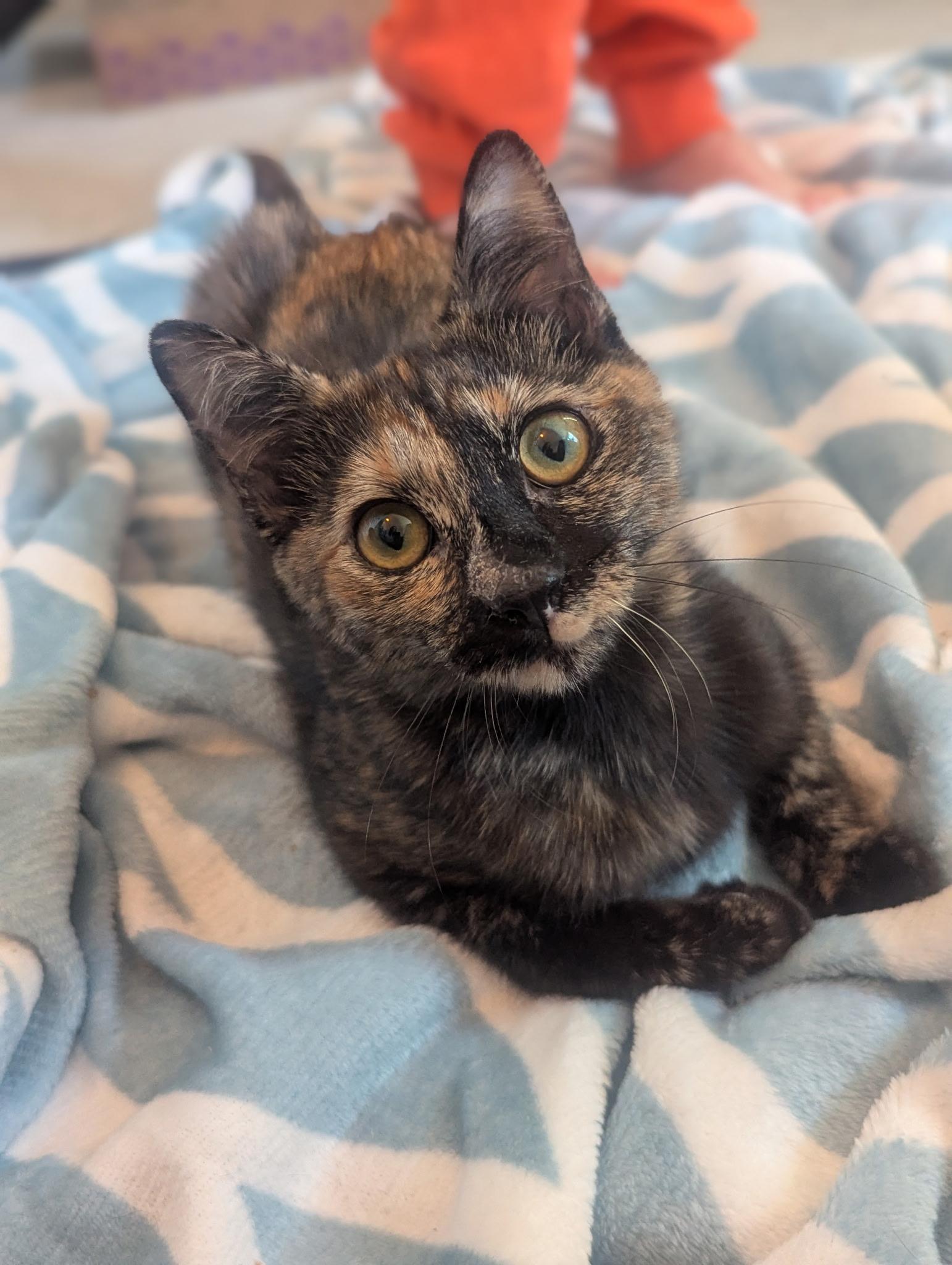 Enlarge Miranda & Micah, a ADOPTABLE mixed breed in Hopkinton, MA image 2/4