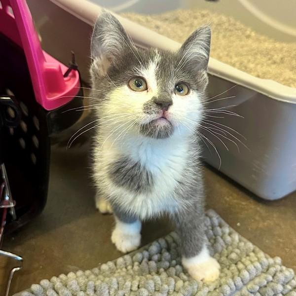 Enlarge Lyria, a Adoptable mixed breed in Walnut Creek, CA image 1/1