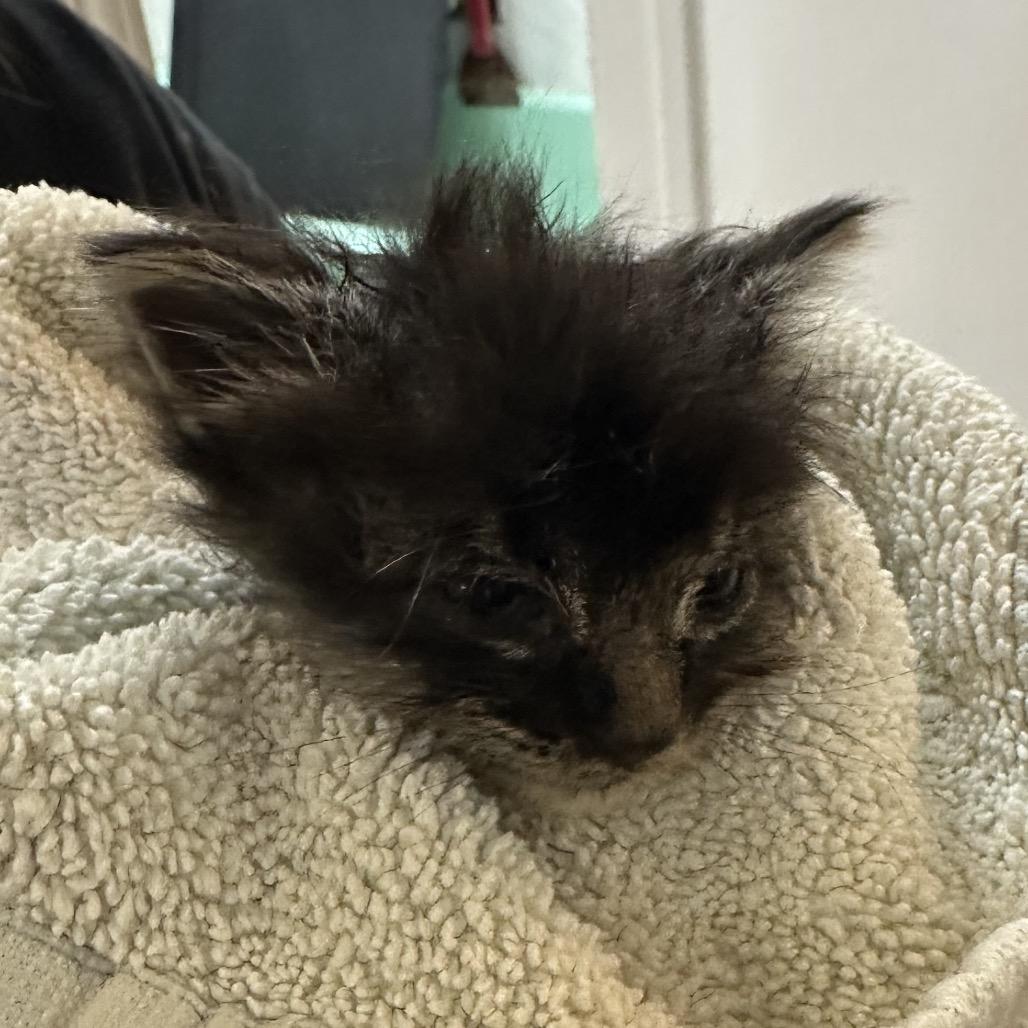 Misty, Adoptable, Kitten Female Domestic Long Hair.