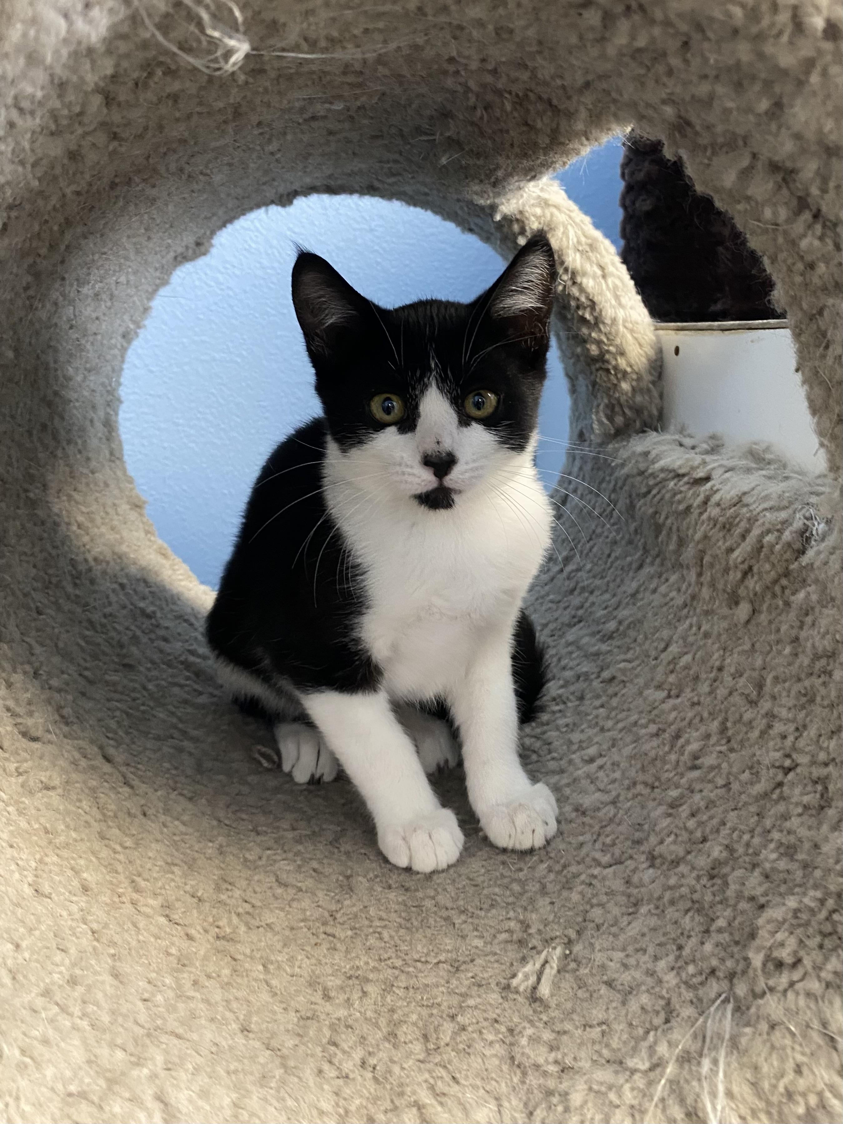PePe', an adoptable Domestic Short Hair in Choteau, MT, 59422 | Photo Image 1