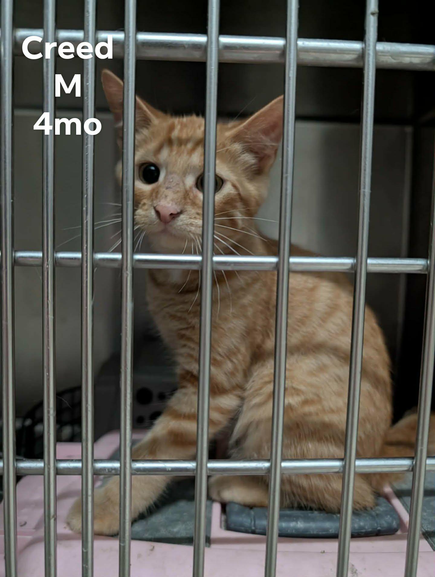 Creed, Adoptable, Kitten Male Domestic Short Hair.