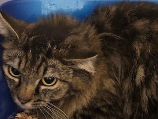 Heidi, Adoptable, Adult Female Domestic Long Hair.