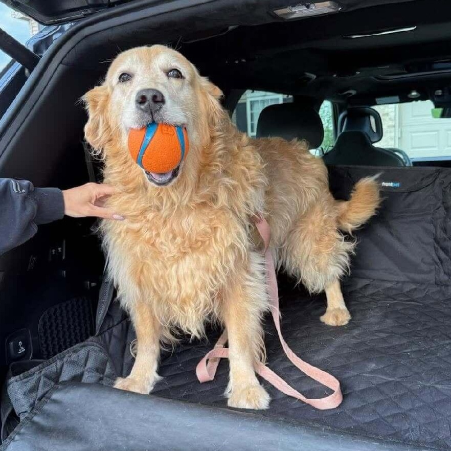 Enlarge Kira, a Adoptable Golden Retriever in Waterville, OH image 1/1