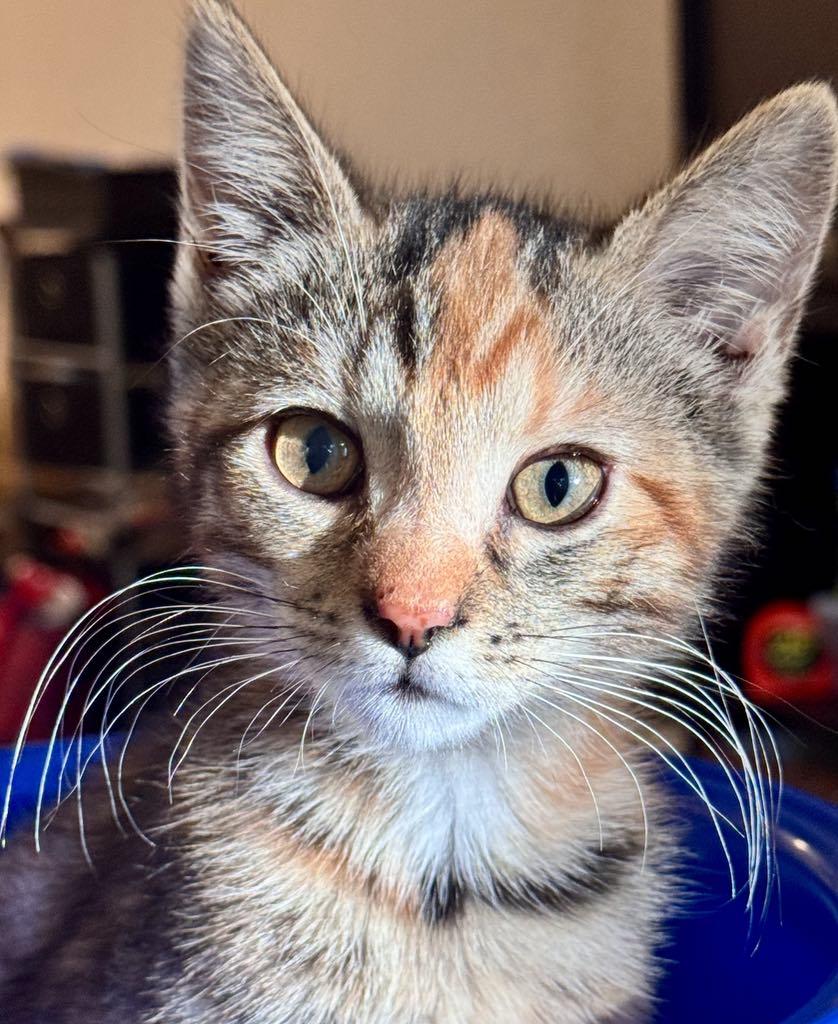 ShadowCat, Baby Female Domestic Short Hair