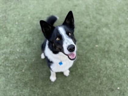 Enlarge Reggie Spaghetti, a Adoptable mixed breed in Phoenix, AZ image 1/3