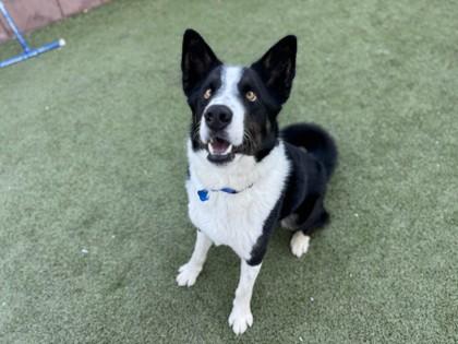 Enlarge Reggie Spaghetti, a Adoptable mixed breed in Phoenix, AZ image 2/3