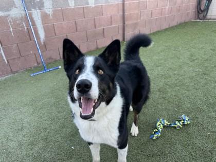 Enlarge Reggie Spaghetti, a Adoptable mixed breed in Phoenix, AZ image 3/3