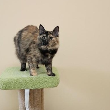Enlarge Maple, a ADOPTABLE Tortoiseshell in SCOTTSDALE, AZ image 4/5