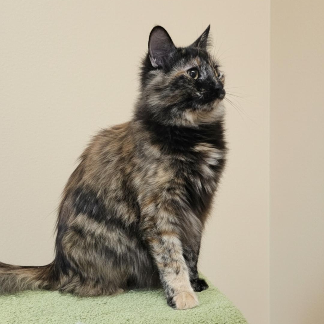 Enlarge Maple, a ADOPTABLE Tortoiseshell in SCOTTSDALE, AZ image 2/5