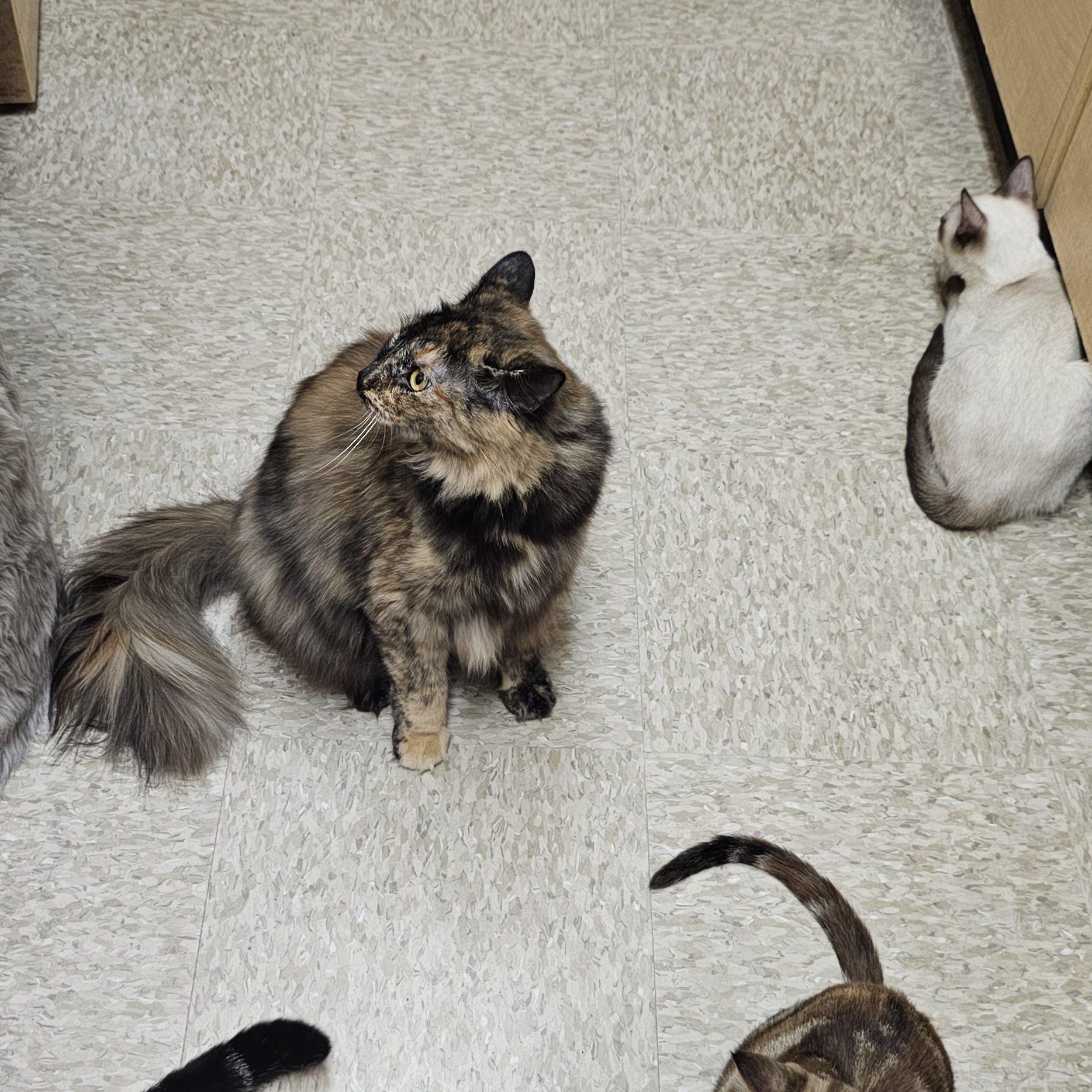 Enlarge Maple, a ADOPTABLE Tortoiseshell in SCOTTSDALE, AZ image 5/5