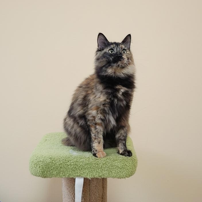 Enlarge Maple, a ADOPTABLE Tortoiseshell in SCOTTSDALE, AZ image 3/5