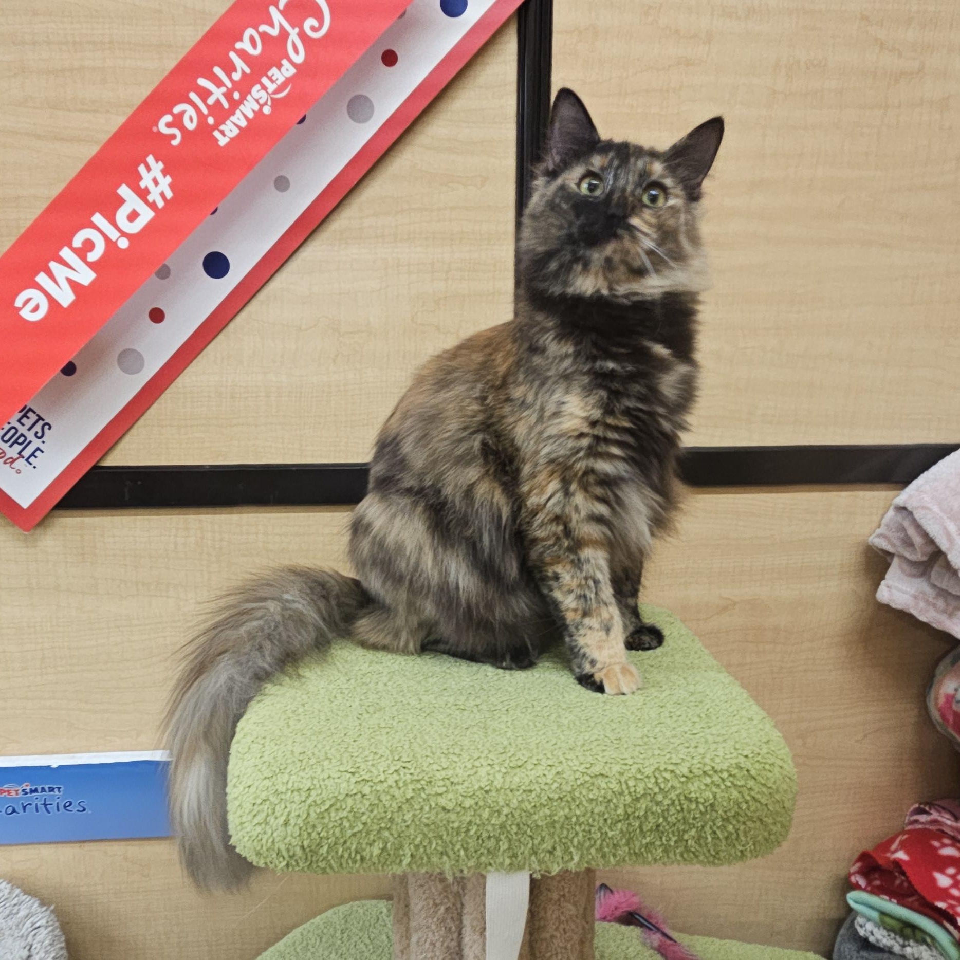 Maple, ADOPTABLE, Young Female Tortoiseshell.