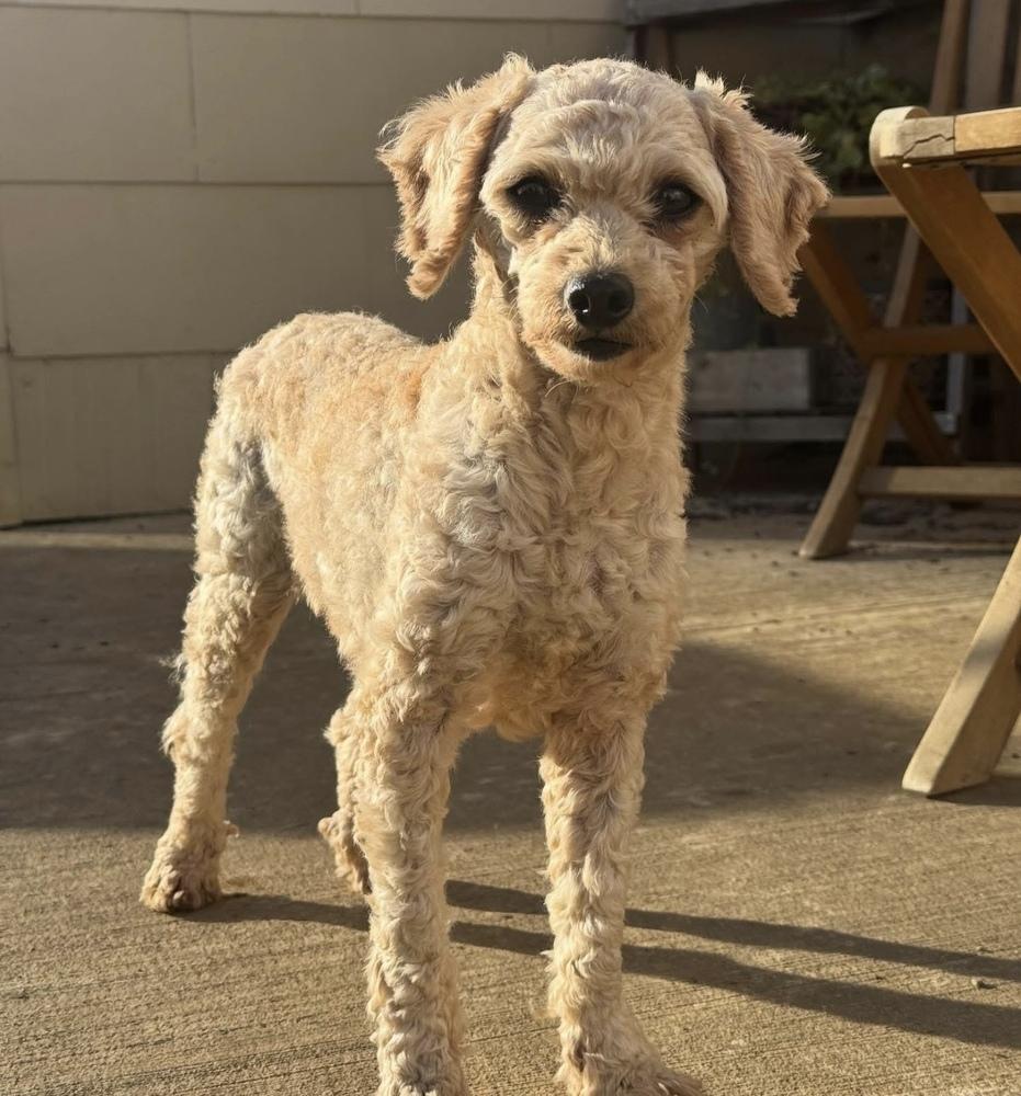 Penny, Adoptable, Adult Female Poodle.