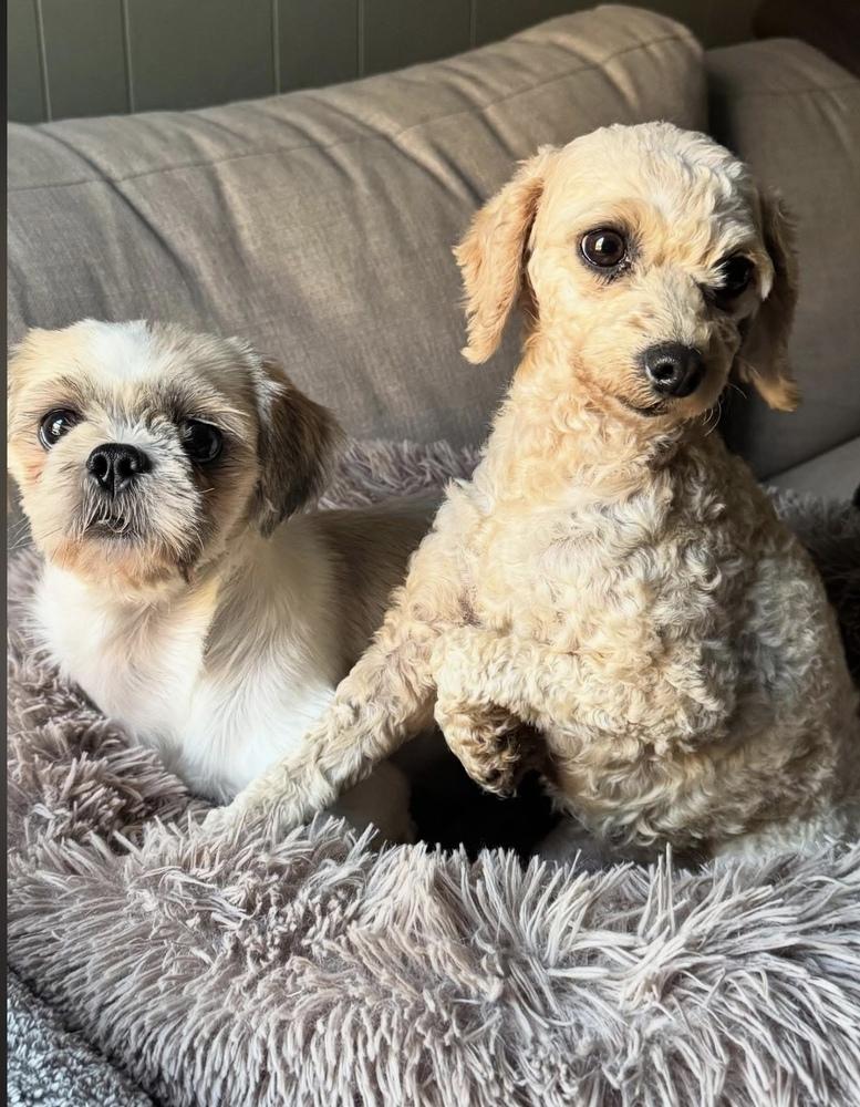 Enlarge Penny, a Adoptable Poodle in Cheektowaga, NY image 2/3