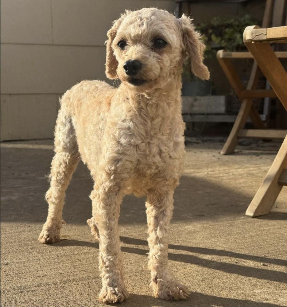 Enlarge Penny, a Adoptable Poodle in Cheektowaga, NY image 3/3