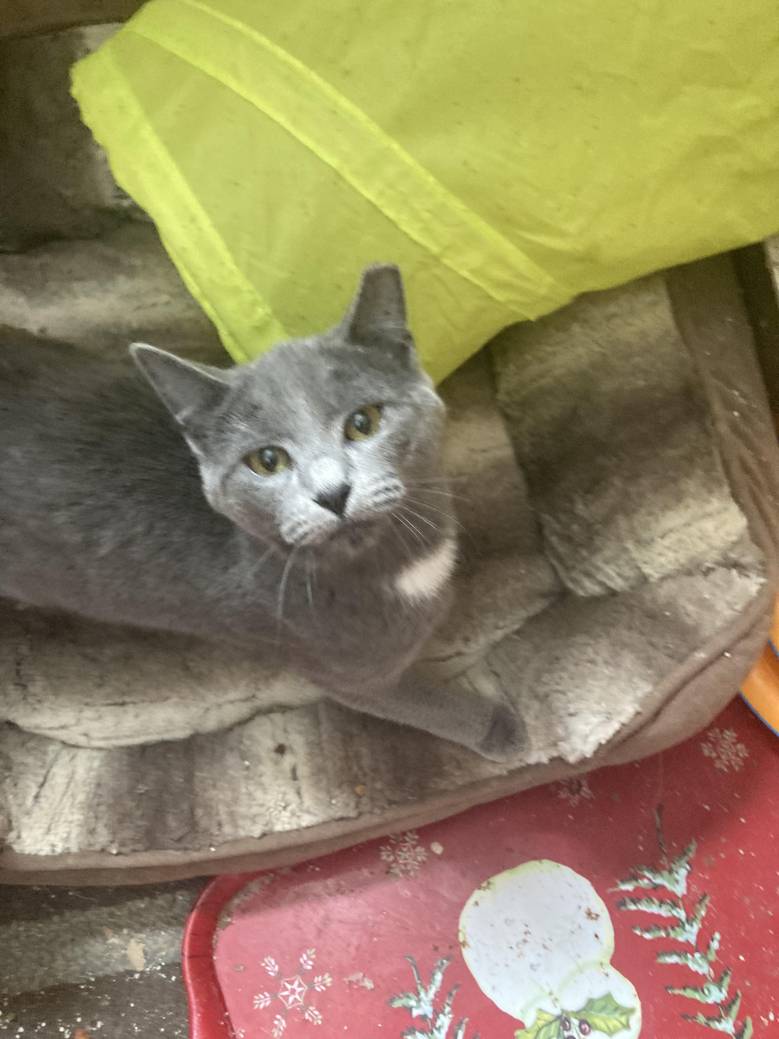 Madeline, a Adopted Domestic Short Hair in Parma, OH image 1/4