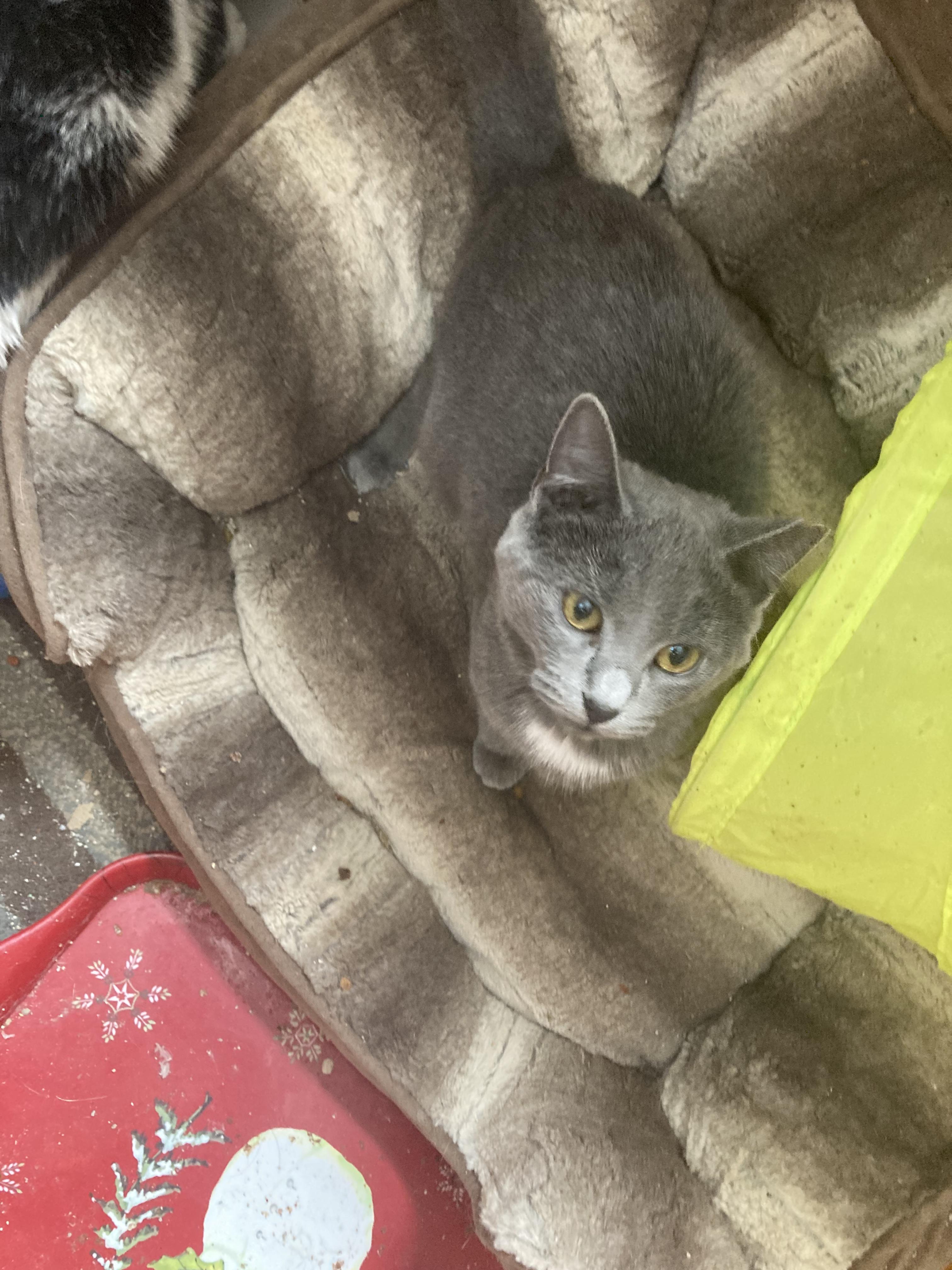 Madeline, a Adopted Domestic Short Hair in Parma, OH image 2/4