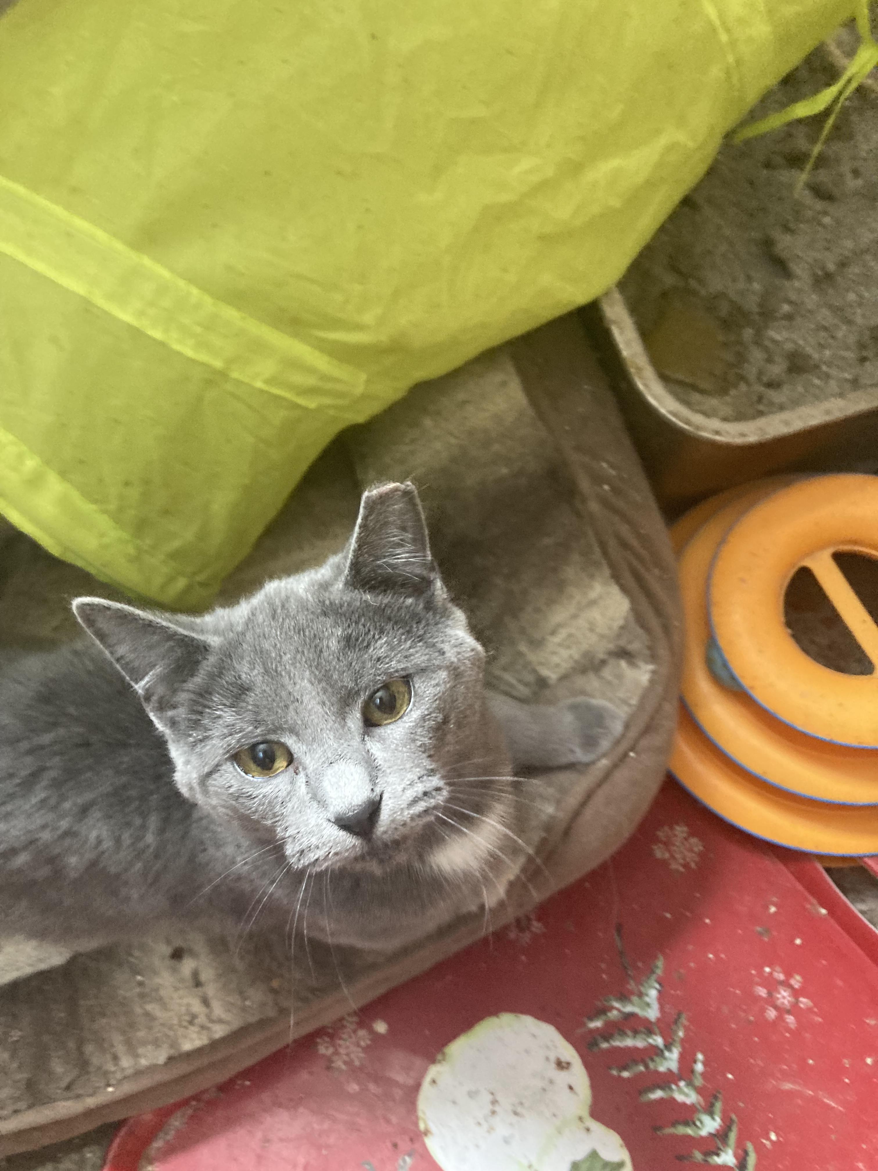 Madeline, a Adopted Domestic Short Hair in Parma, OH image 3/4