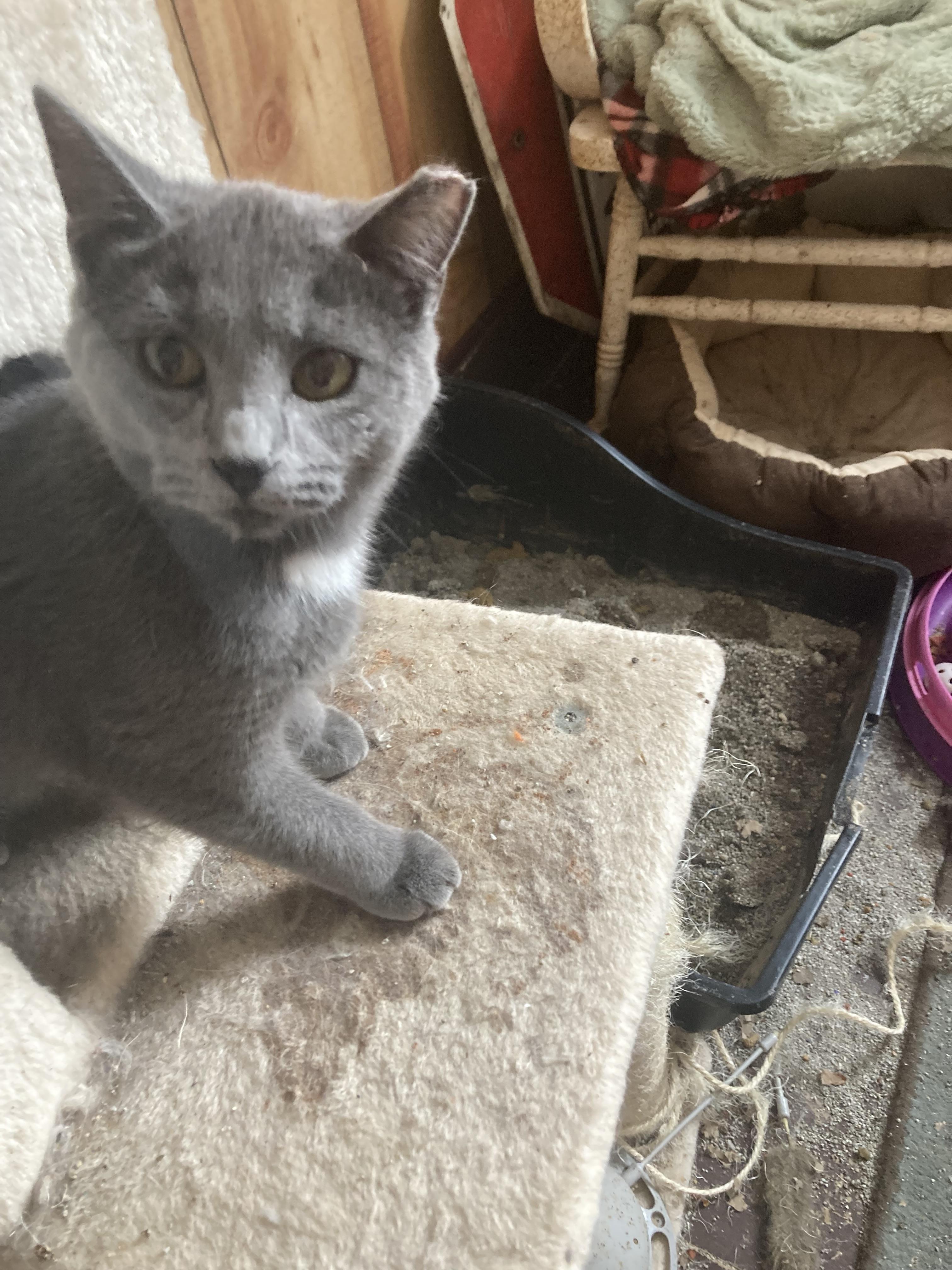 Madeline, a Adopted Domestic Short Hair in Parma, OH image 4/4