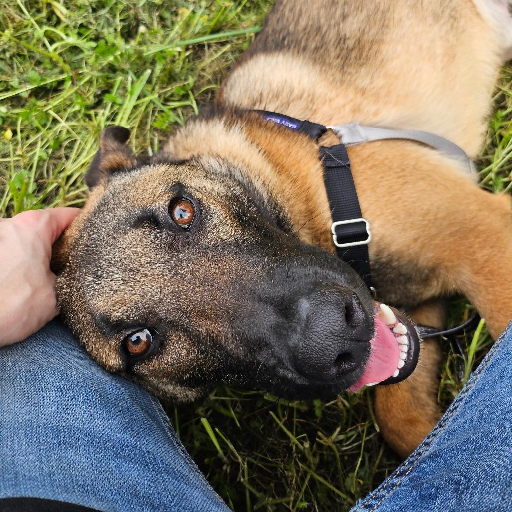 Gomez, Adoptable, Young Male Mixed Breed.