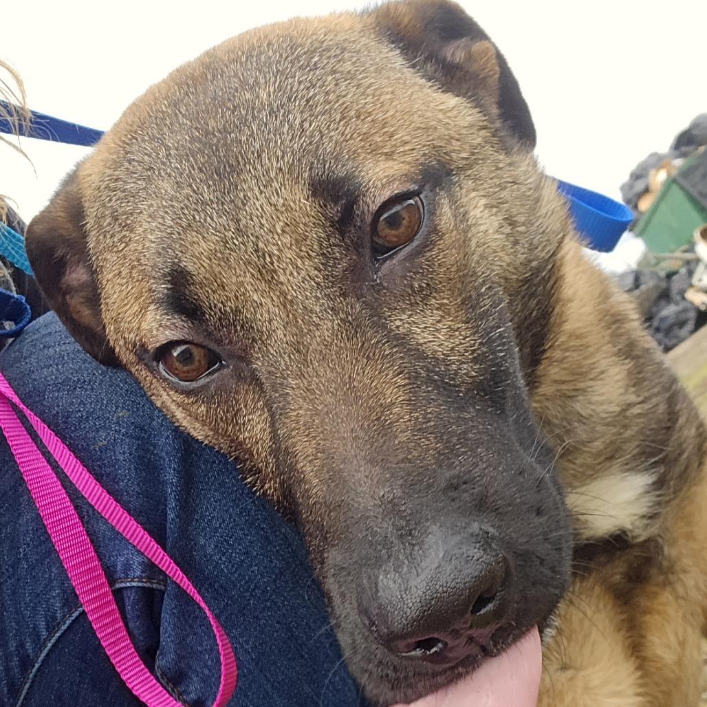 Enlarge Gomez, a Adoptable Mixed Breed in Sonoma, CA image 2/5