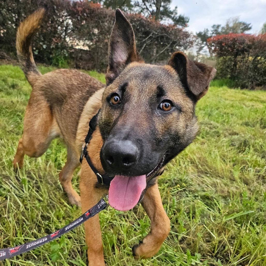 Gomez, Adoptable, Young Male Mixed Breed.