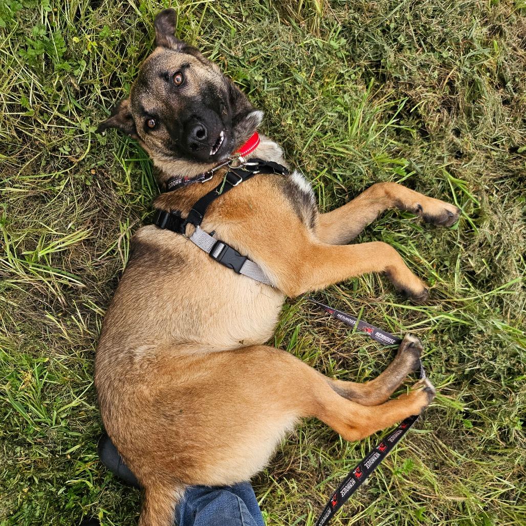 Enlarge Gomez, a Adoptable Mixed Breed in Sonoma, CA image 5/5