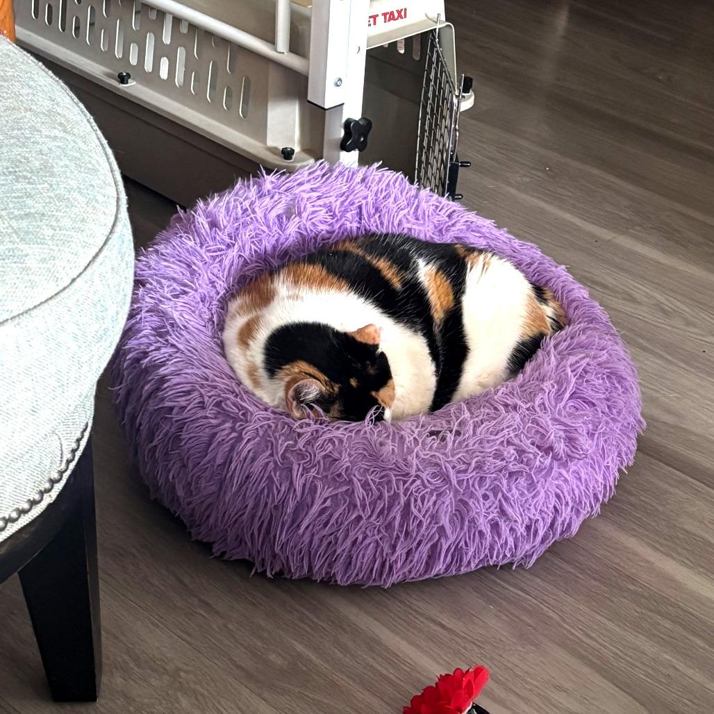 Chrissy — thumbnail 2