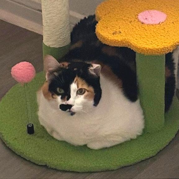 Chrissy — thumbnail 3