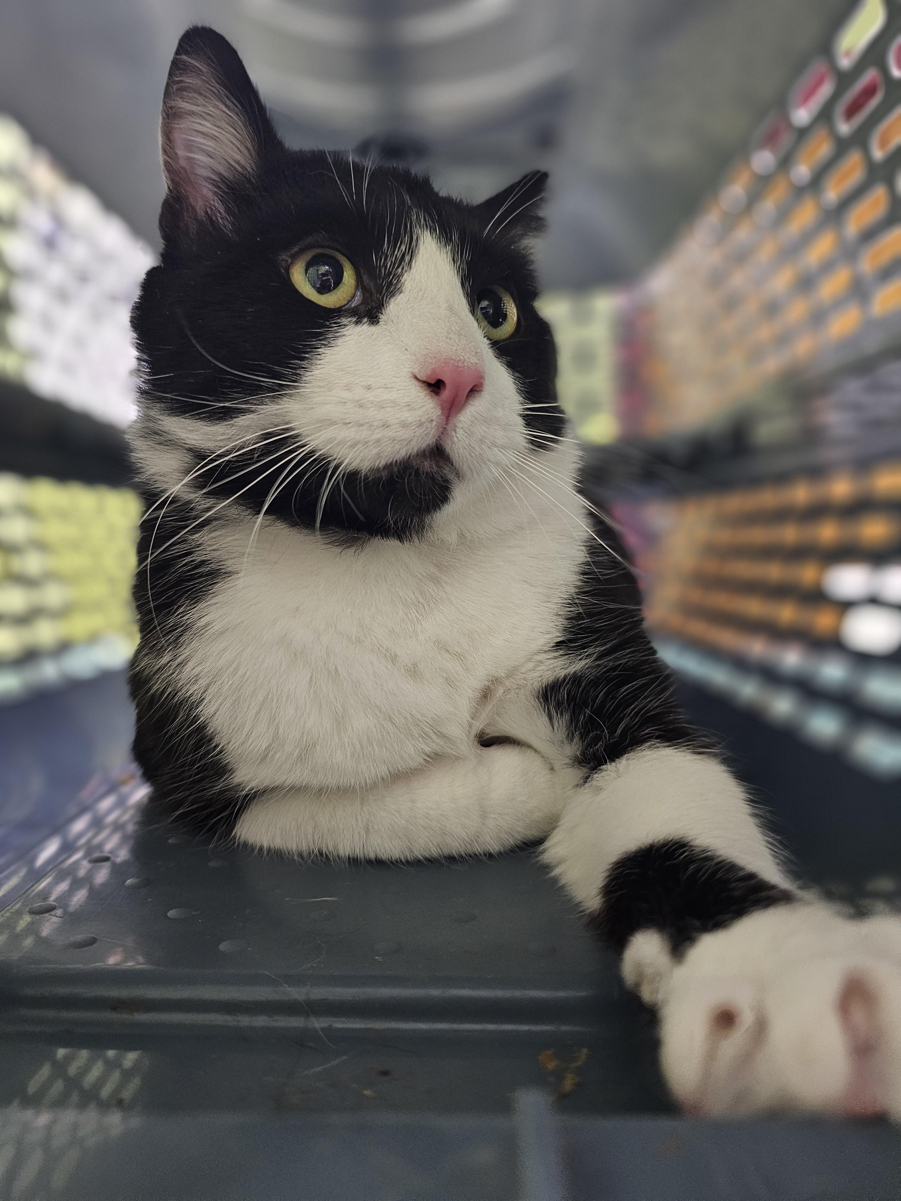 Tuxedo Sam, Adoptable, Adult Male Domestic Short Hair.