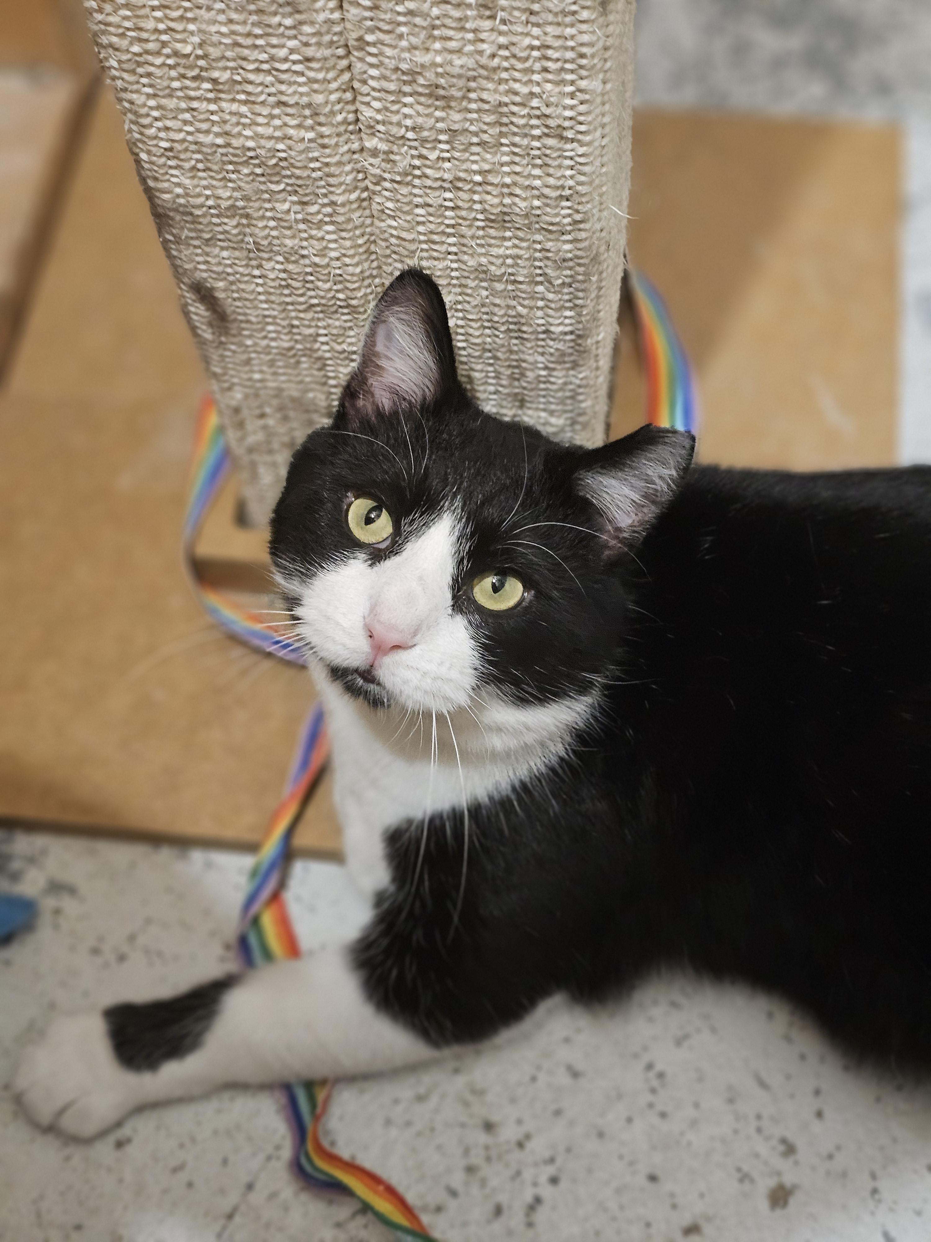 Enlarge Tuxedo Sam, a Adoptable Domestic Short Hair in Dayton, OH image 2/2