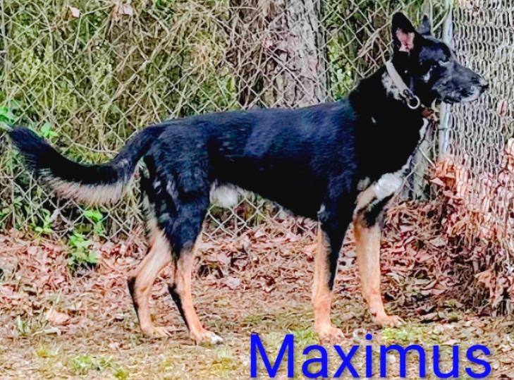 Maximus, Adoptable, Adult Male German Shepherd Dog.