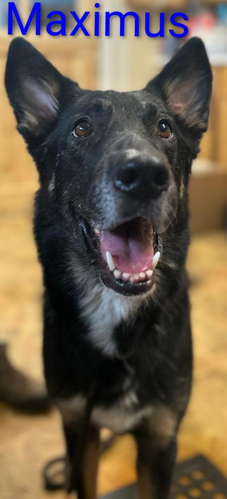 Enlarge Maximus, a Adoptable German Shepherd Dog in Mena, AR image 2/2