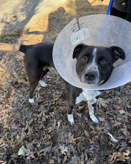 Macaw, Adoptable, Adult Male Cattle Dog & Mixed Breed.