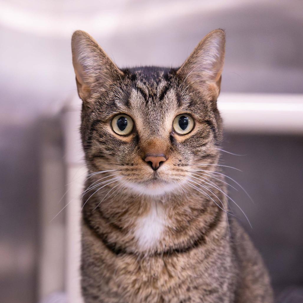 Enlarge Brutus, a Adoptable Domestic Short Hair in Mentor, OH image 1/2