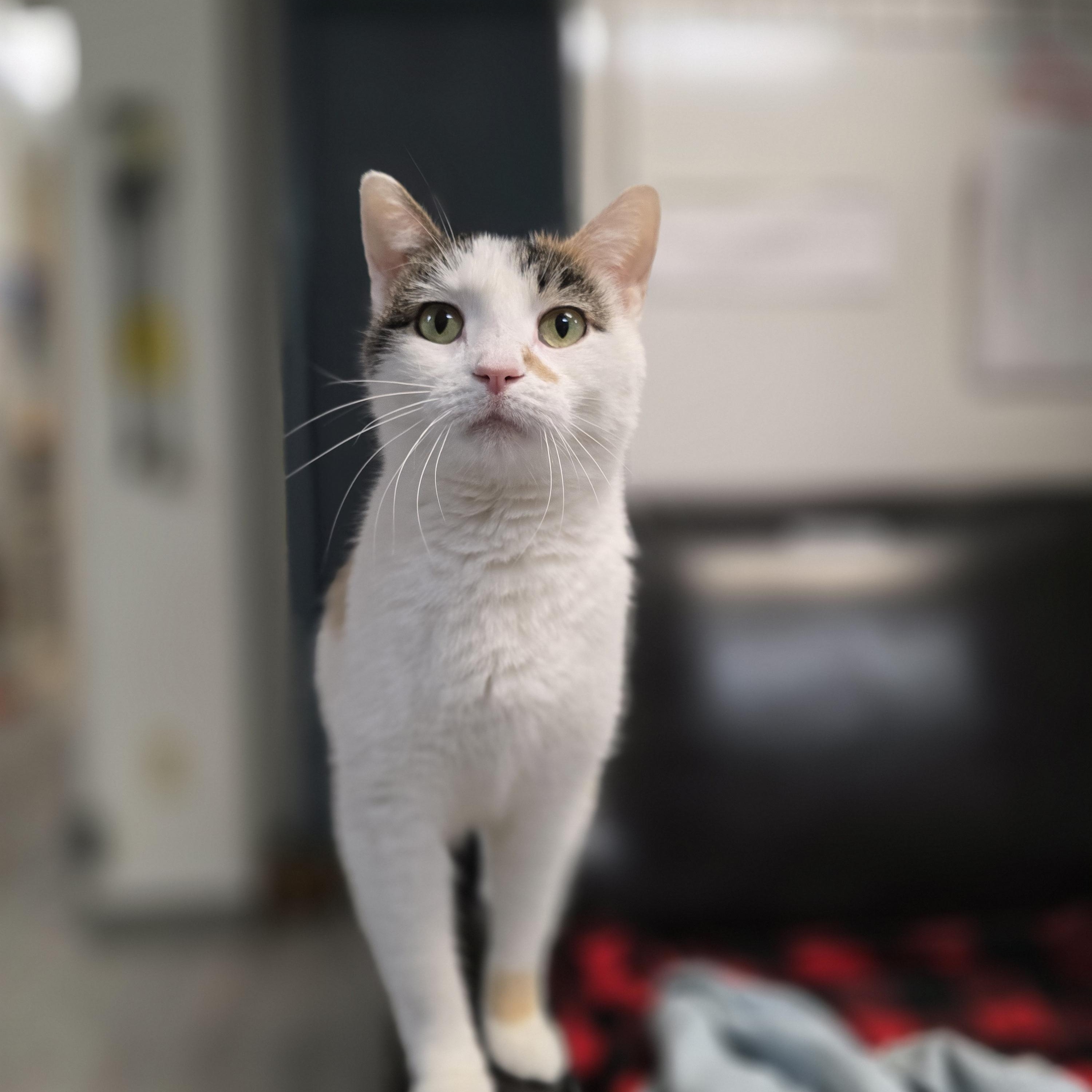 Enlarge Ebi, a Adoptable Domestic Short Hair in Madison, WI image 3/4