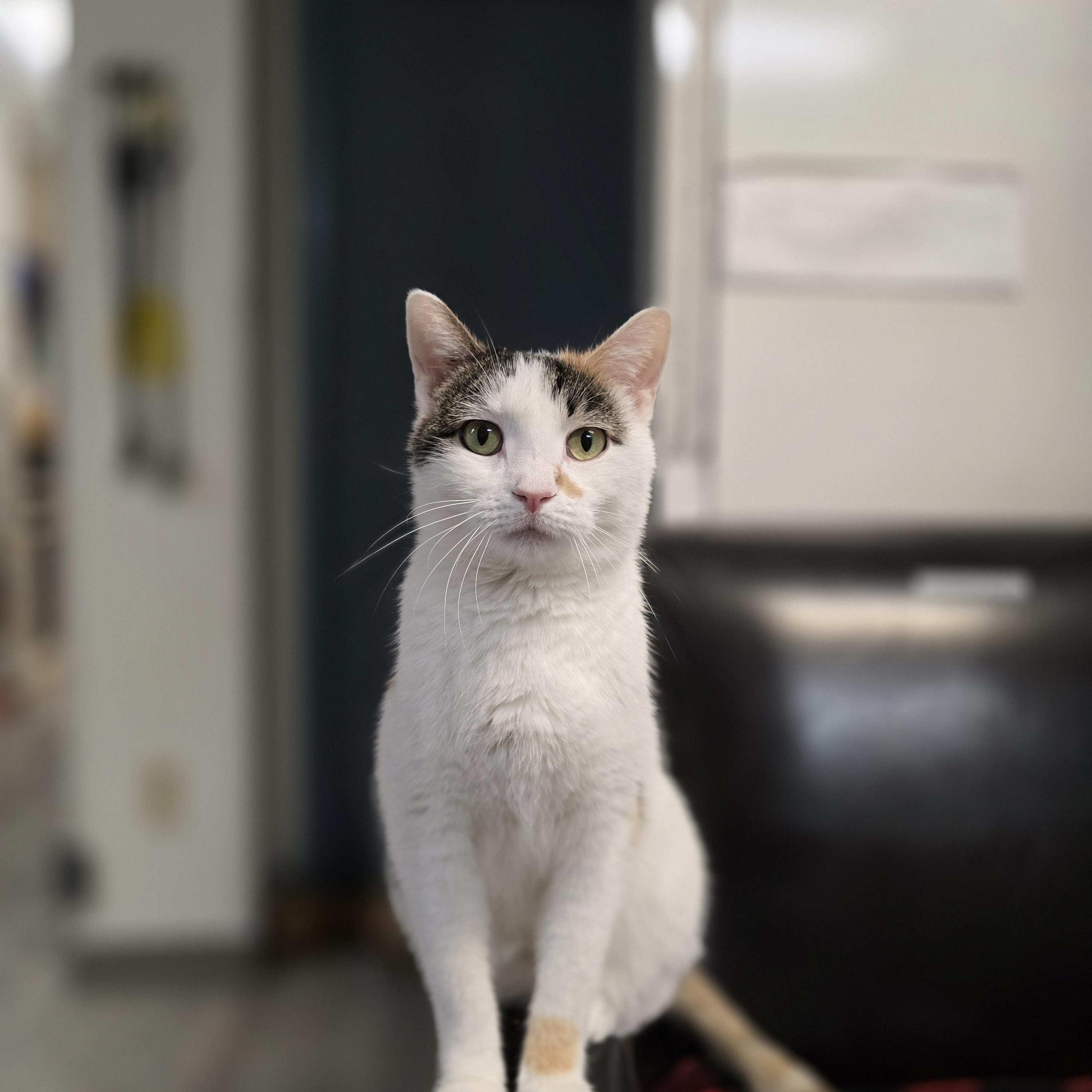 Ebi, Adoptable, Adult Female Domestic Short Hair.