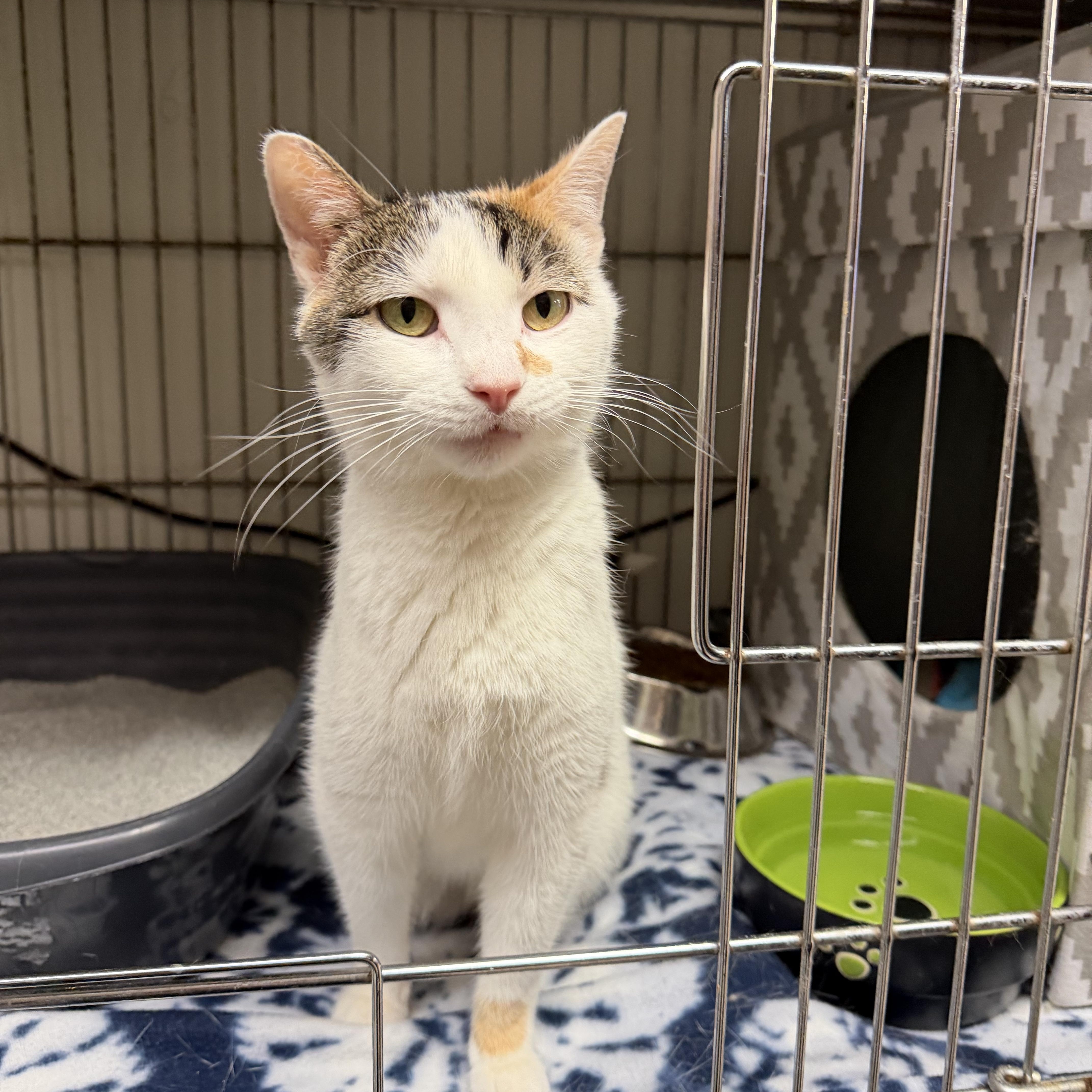 Ebi, a ADOPTABLE Domestic Short Hair in Madison, WI image 1/3