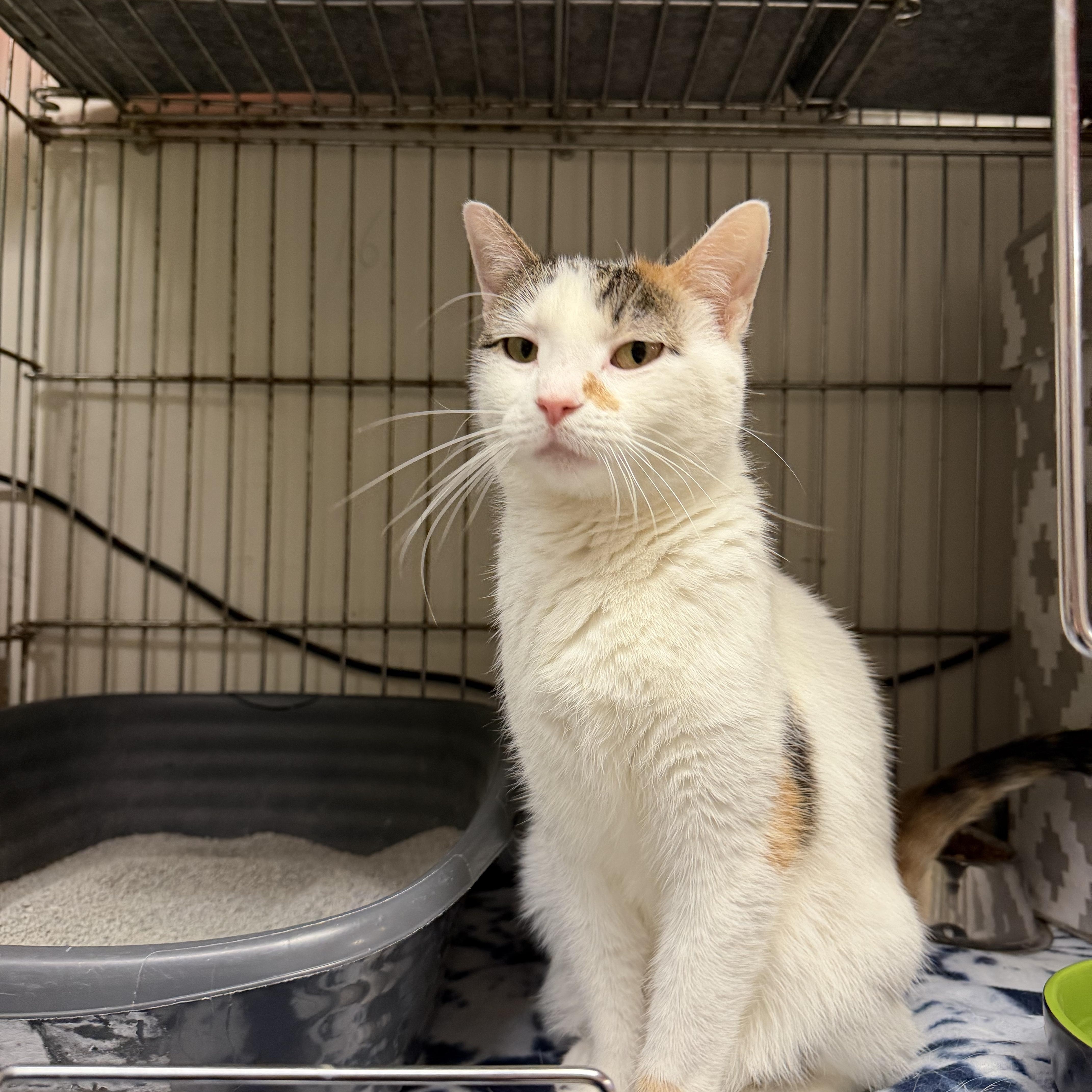 Ebi, a ADOPTABLE Domestic Short Hair in Madison, WI image 3/3