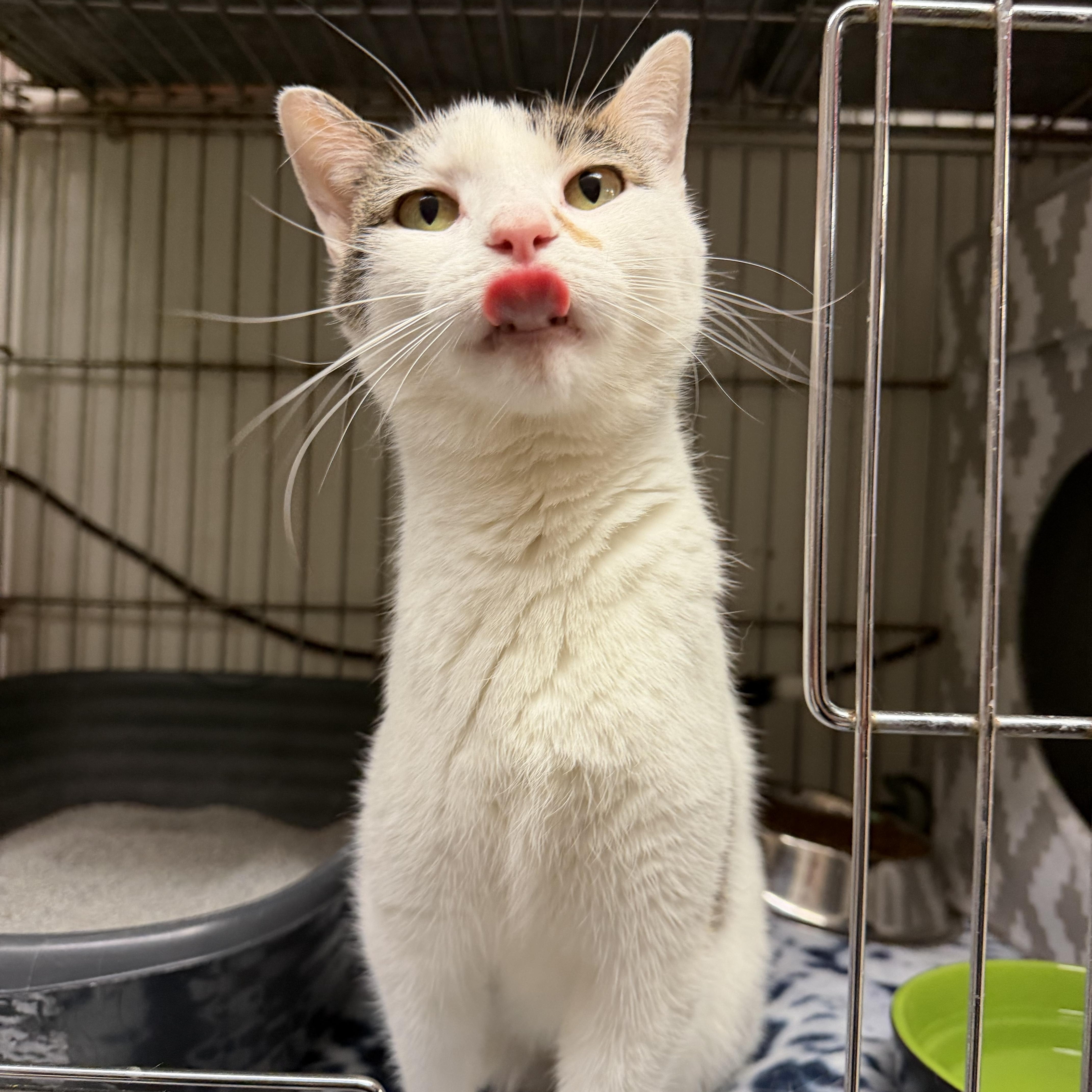 Ebi, a ADOPTABLE Domestic Short Hair in Madison, WI image 2/3