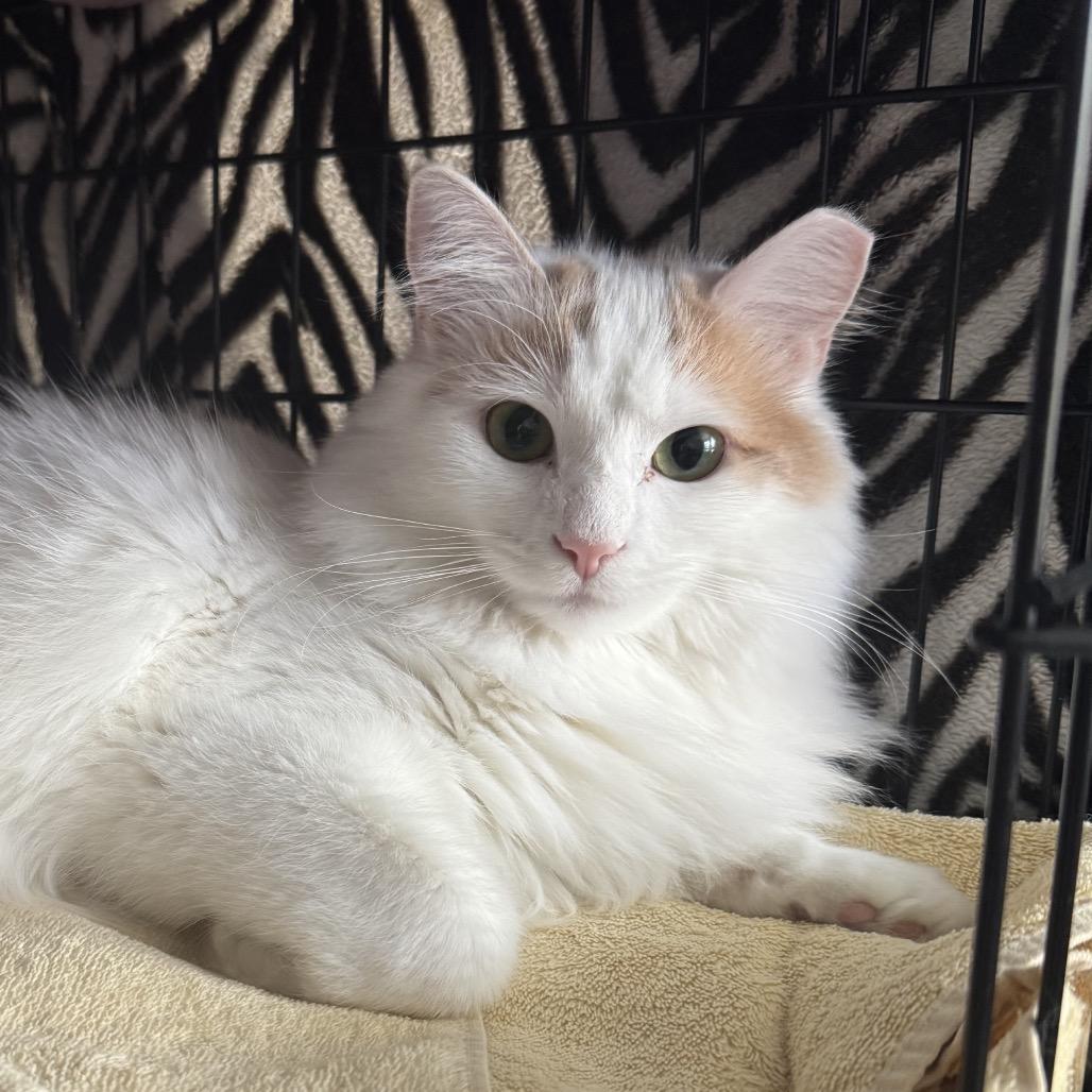 Enlarge Coconut (and Kiwi), a Adoptable Domestic Long Hair in Mount Laurel, NJ image 1/3