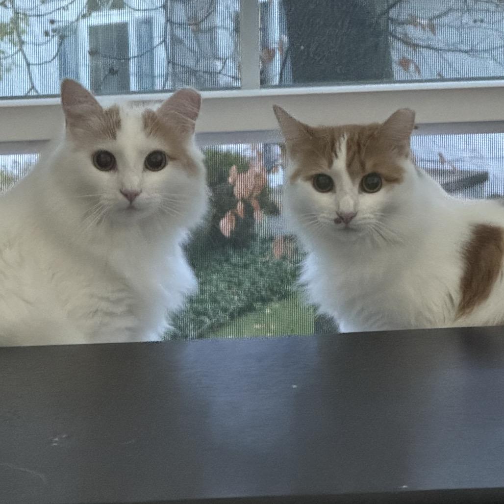 Enlarge Coconut (and Kiwi), a Adoptable Domestic Long Hair in Mount Laurel, NJ image 2/3