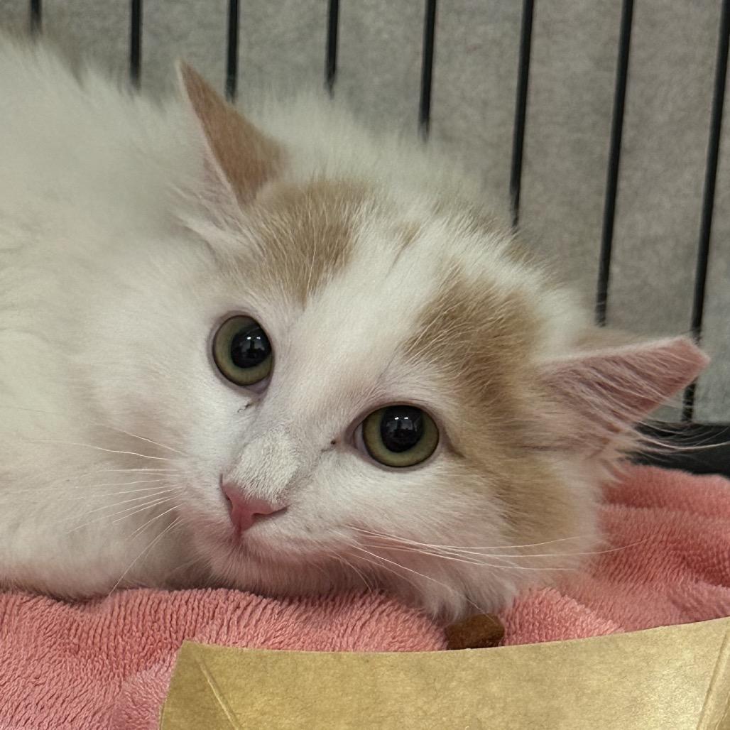 Enlarge Coconut (and Kiwi), a Adoptable Domestic Long Hair in Mount Laurel, NJ image 3/3